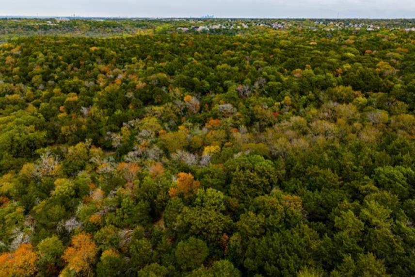 Aerial view of a dense forest with autumn foliage.