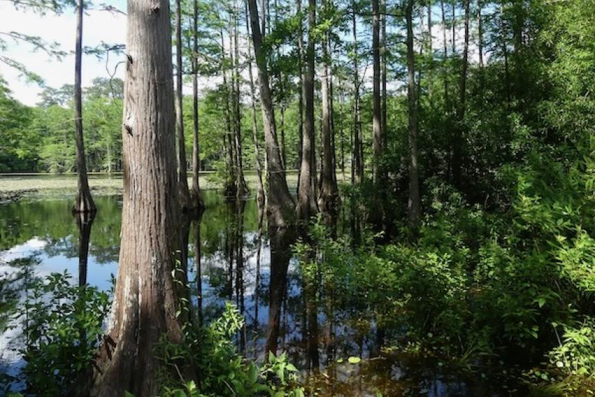 Swamp with tall trees and greenery reflecting in the water.