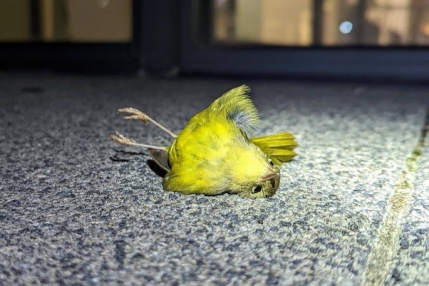 Yellow bird lying on a gray pavement at night.