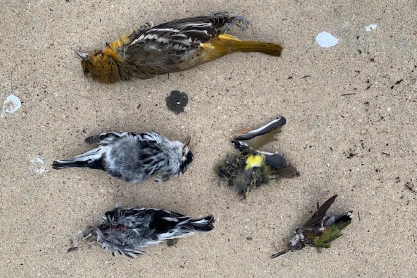 Five dead birds on sand, various species and colors.