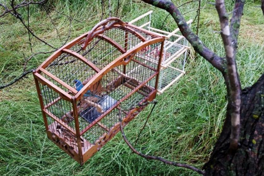 Bird in a wooden cage hanging from a tree over grass.