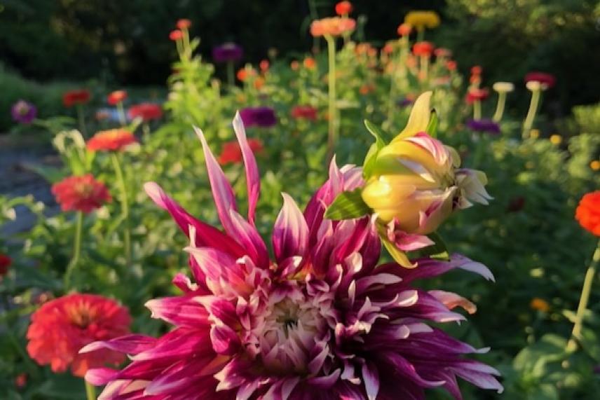 Purple and yellow flowers in a sunlit garden.