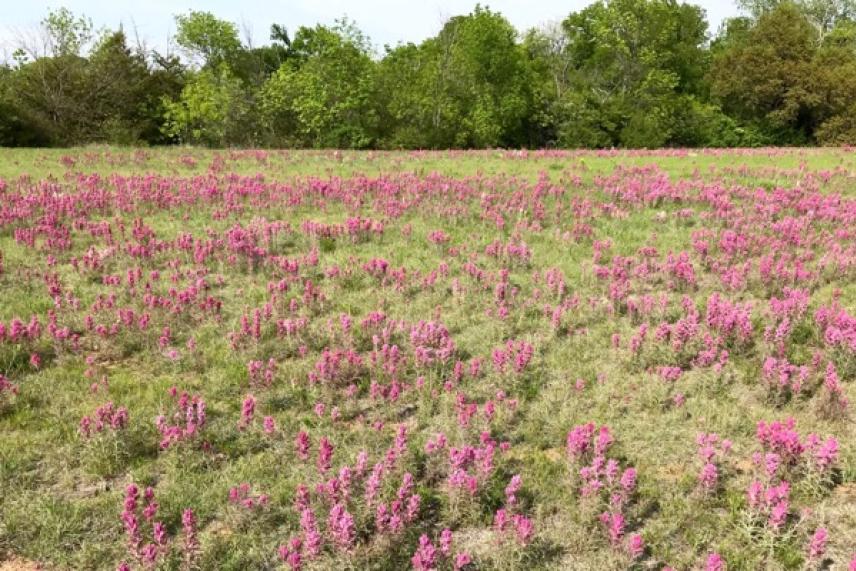 Field of pink wildflowers under a clear sky with green trees in the background.