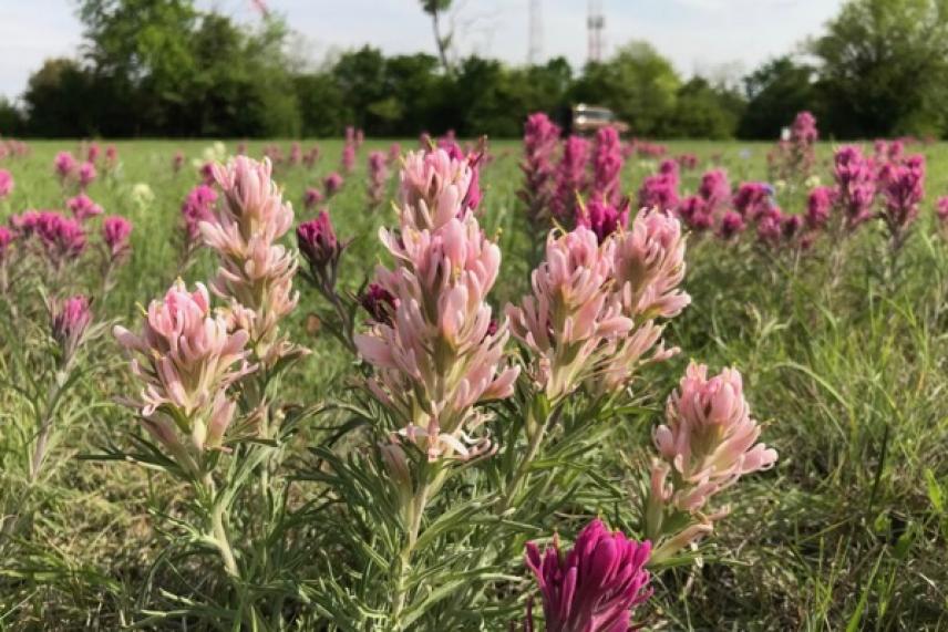 Pink and purple wildflowers in a meadow with green trees in the background.