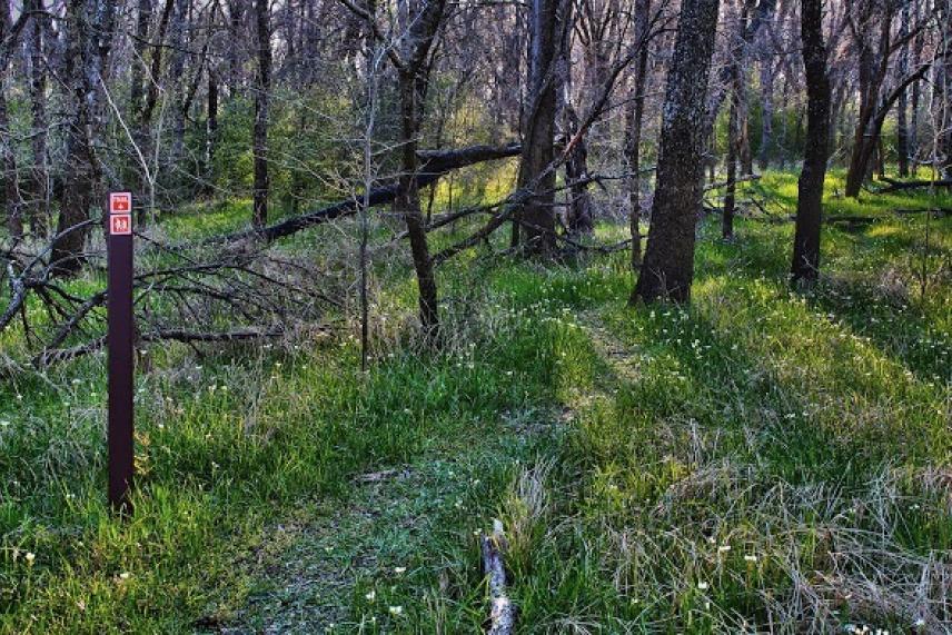 Wooded trail with lush green grass and trees in sunlight.