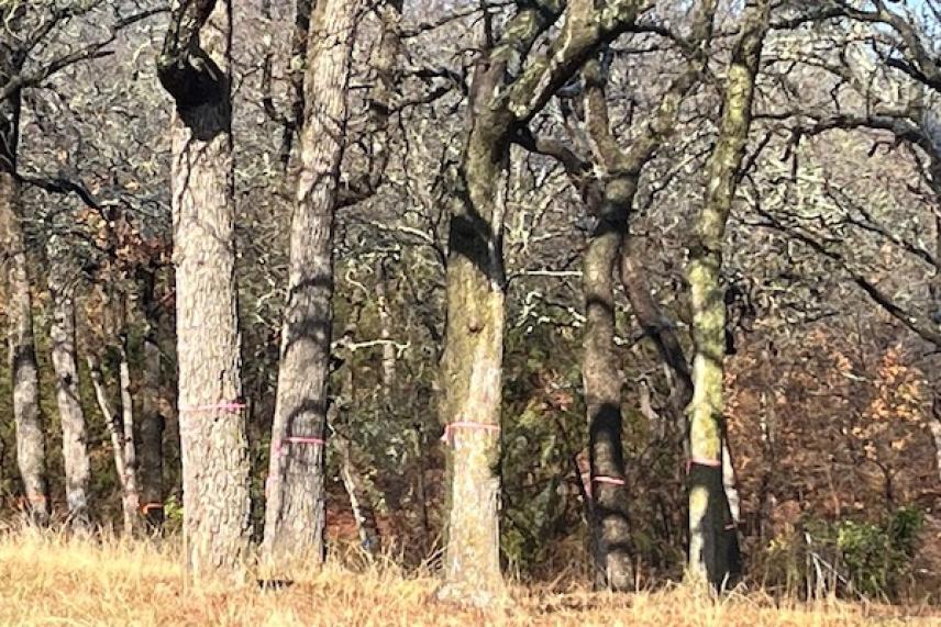 Leafless trees in a sunlit forest, marked with pink ribbons.