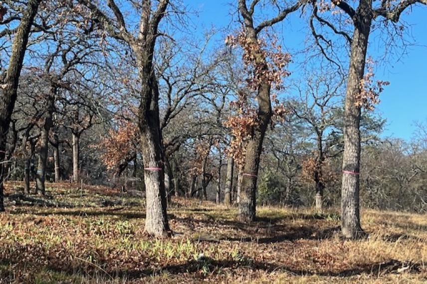 Bare trees with pink markings in a grassy woodland, under a clear blue sky.