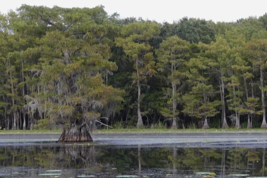 Cypress trees reflecting in calm lake water.