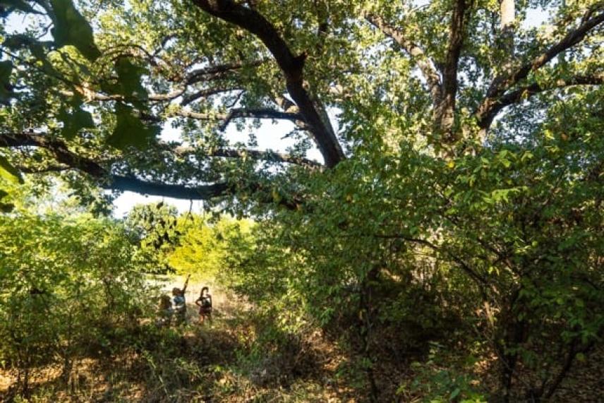 Dense forest with sunlight filtering through the leaves of a caddo oak; two people in the distance.