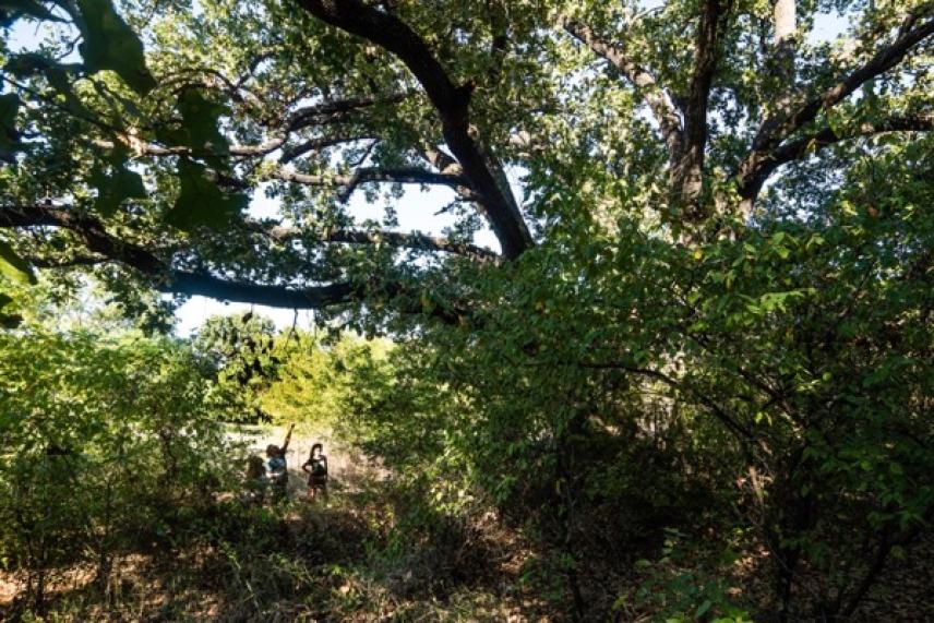 Dense forest under a large tree canopy with people walking in the distance.