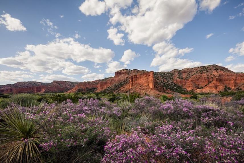 Desert landscape with red rock formations, purple flowers, and cloudy blue sky.
