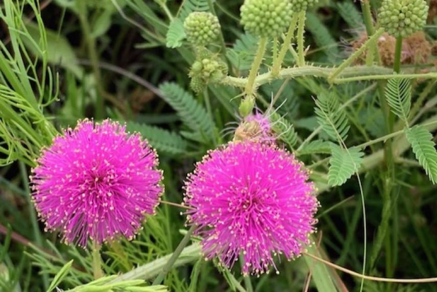 Pink fluffy flowers with spiky green leaves.
