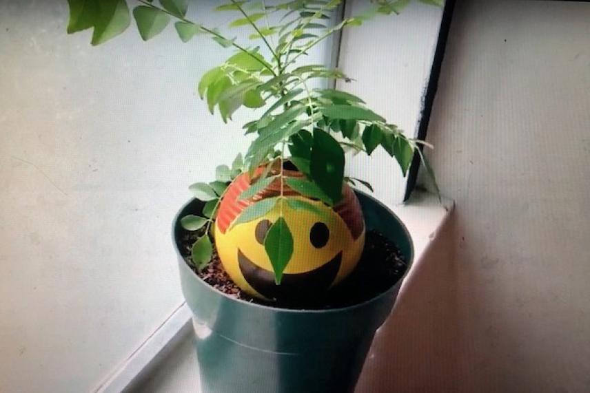Plant in pot with a smiley face ball on a windowsill.