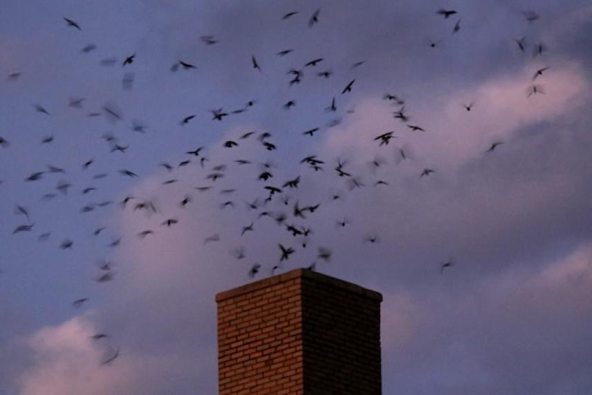 Birds flocking around a chimney at dusk.