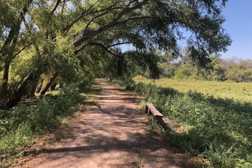 Dirt path with overhanging trees and a bench, sunny day.
