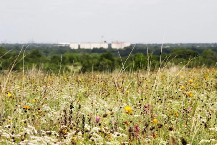 Field of wildflowers with distant buildings on the horizon.