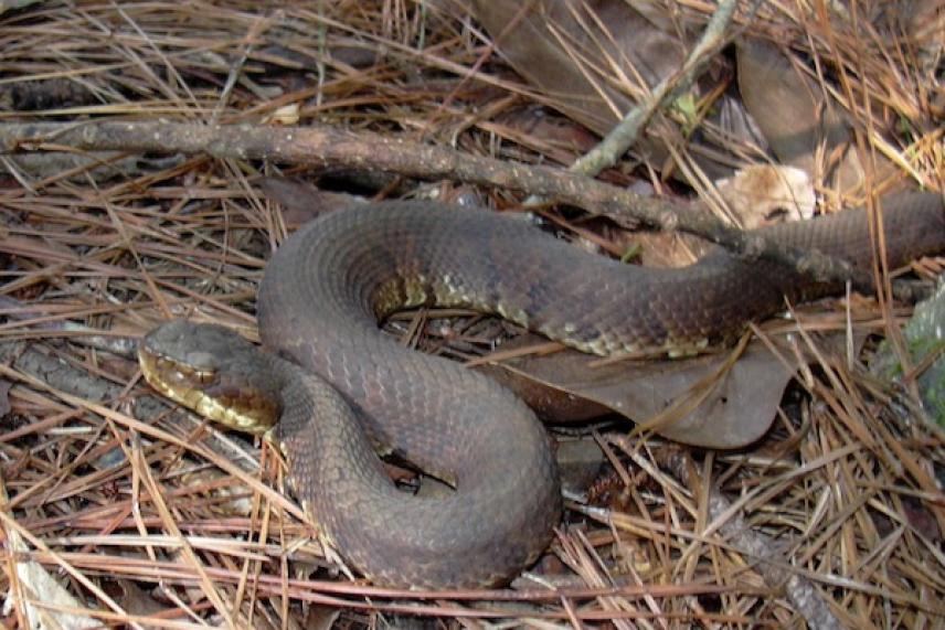 Brown snake coiled on forest floor among pine needles and leaves.