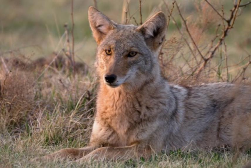 Coyote resting in grassy field, alert and attentive.