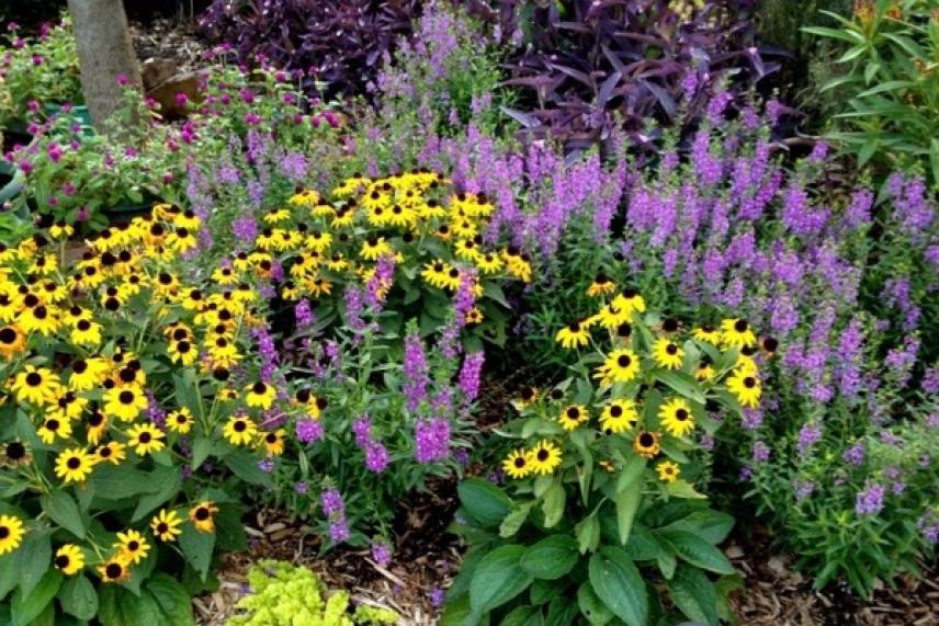 Yellow and purple flowers in a garden.