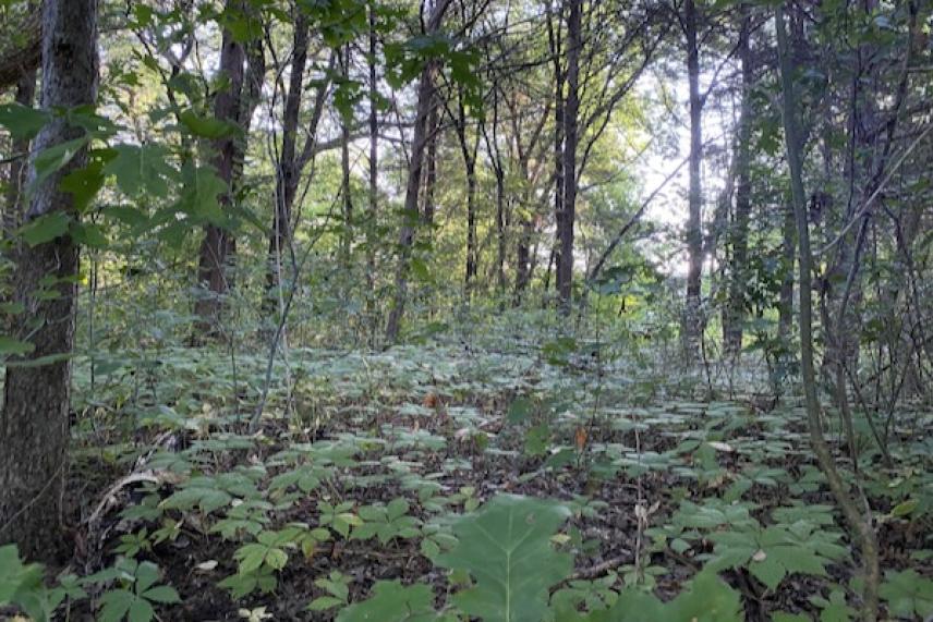 Dense forest with green undergrowth and tall trees.