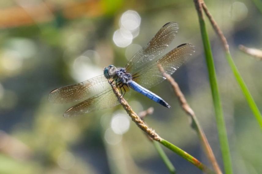Blue dragonfly perched on a green stem in sunlight.