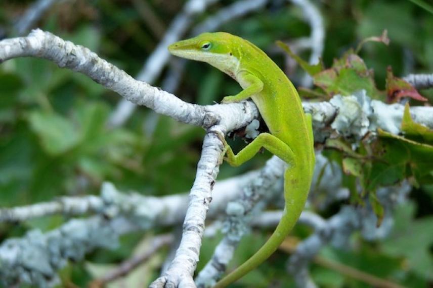Green lizard on a branch with lush green leaves in the background.