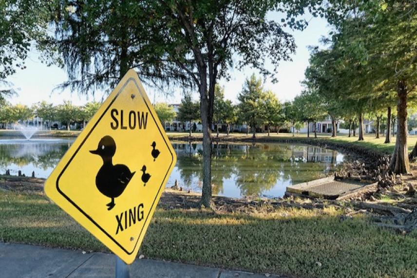 Yellow duck crossing sign by a pond, surrounded by trees.