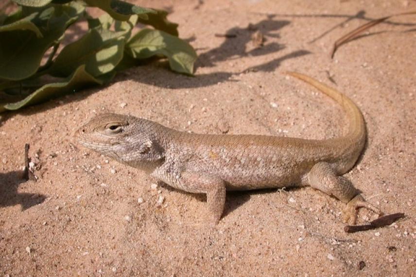 Lizard basking in the sun on sandy ground.