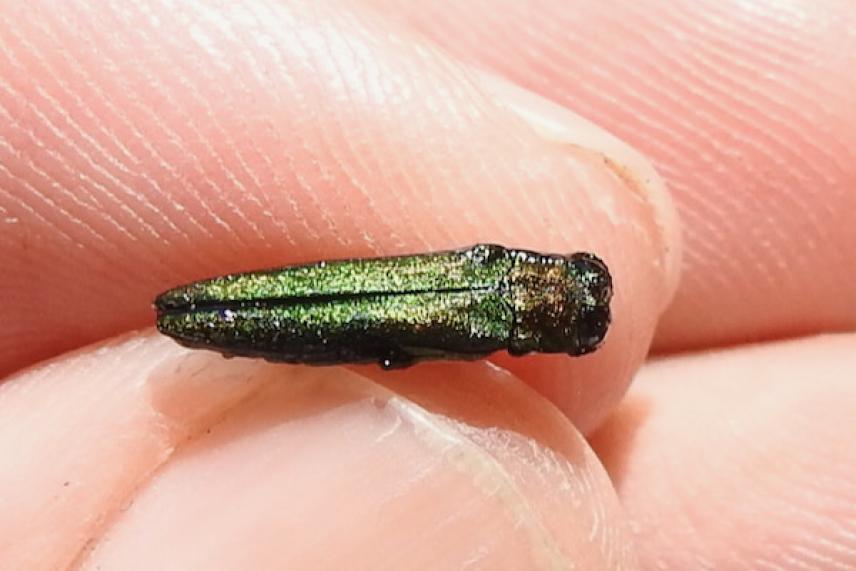 Shiny green beetle resting on a fingertip.