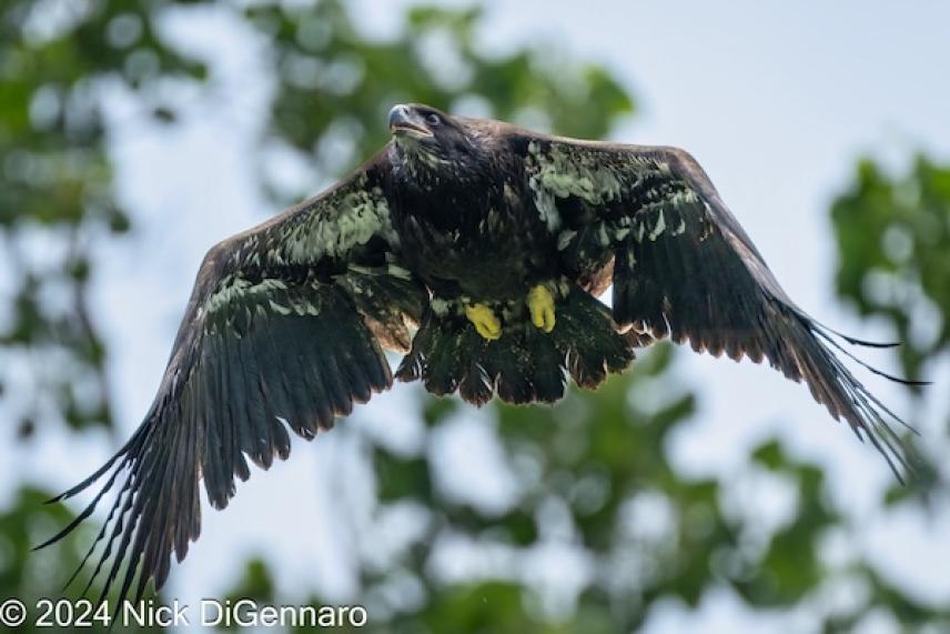 Eaglet's first flight
