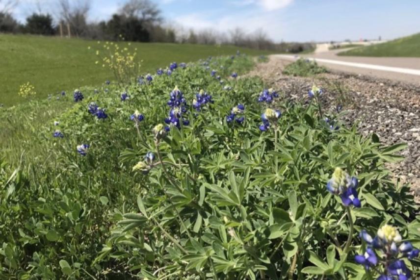 Bluebonnets in bloom along a grassy roadside, with a clear sky above.