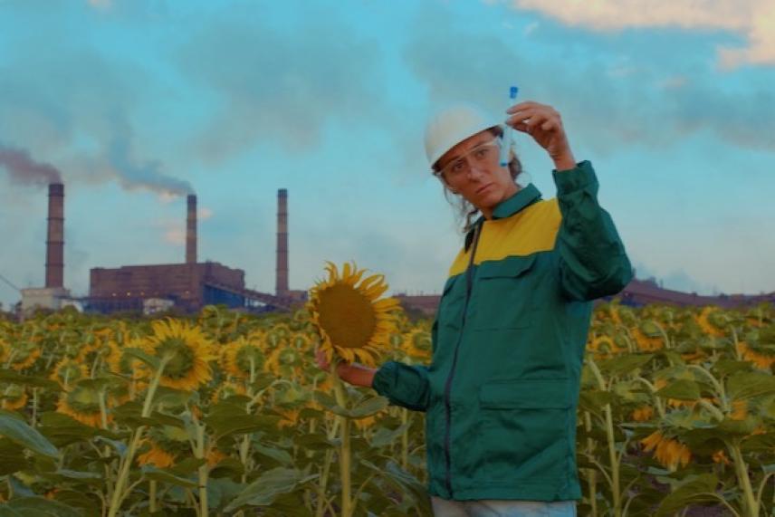 Person in hard hat examines sunflower in industrial field.
