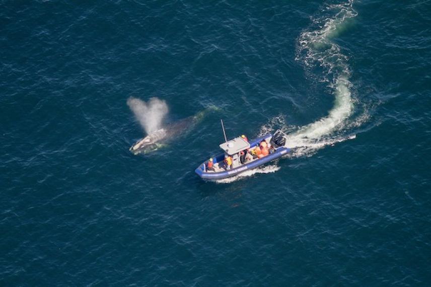 Aerial view of a boat near a surfacing whale in blue ocean waters.