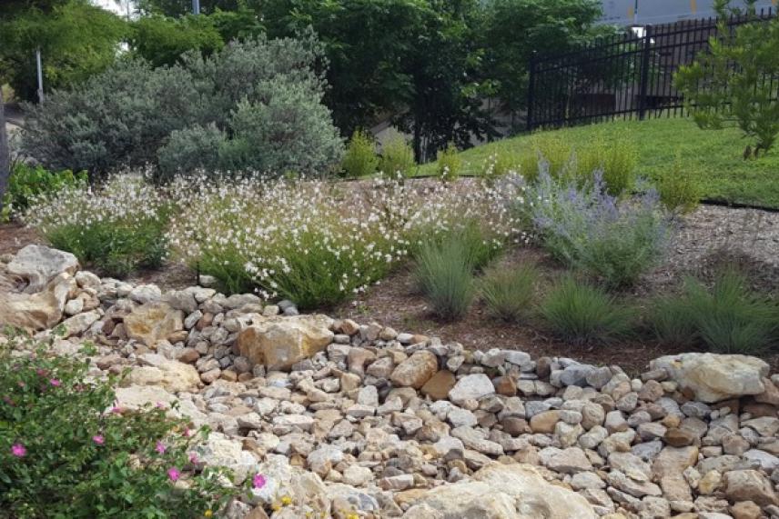 Rocky garden with flowering shrubs and green foliage.
