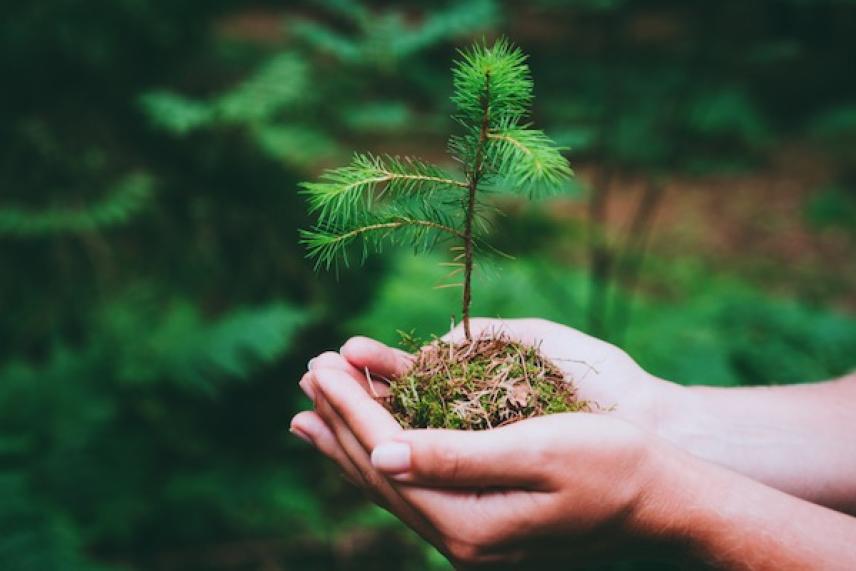 Hands holding a small green sapling with soil, blurred forest background.