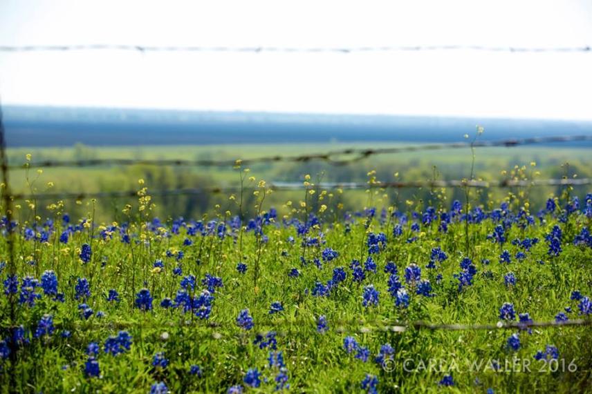 Field of blue and yellow wildflowers under a bright sky, with a fence in the foreground.