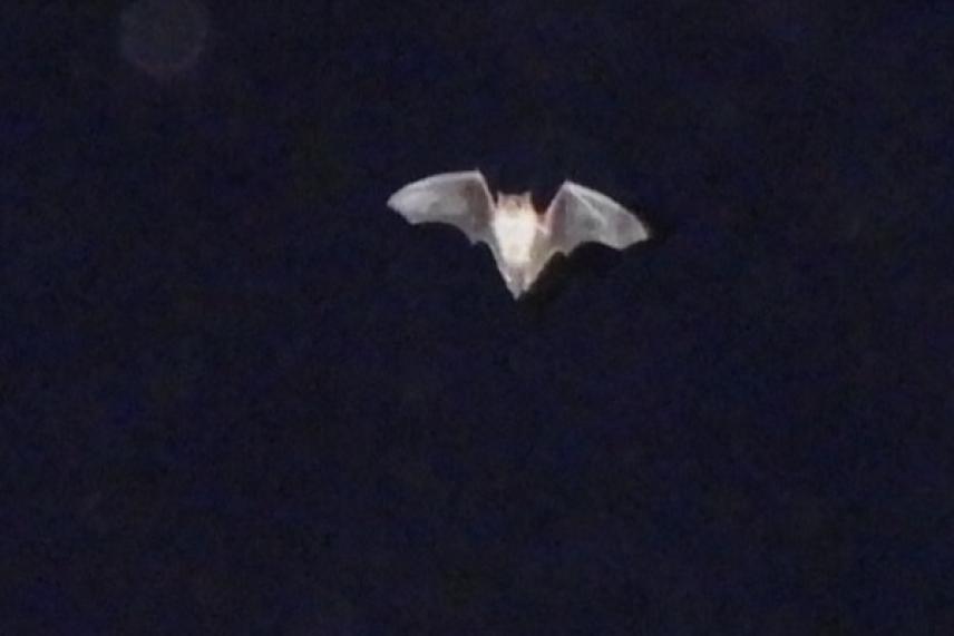 Bat flying against a dark night sky