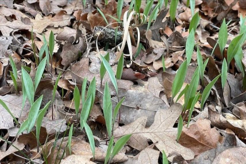 New green sprouts emerging through dry leaves.