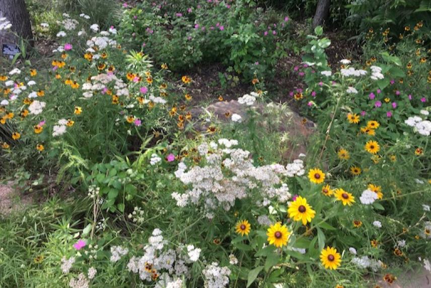Wildflowers in a garden with green foliage.