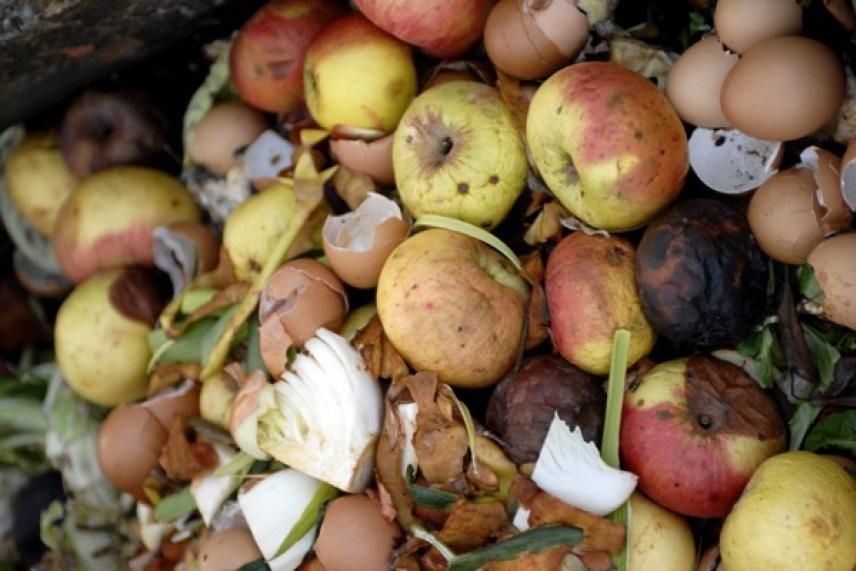 Rotting apples and eggshells on compost heap.