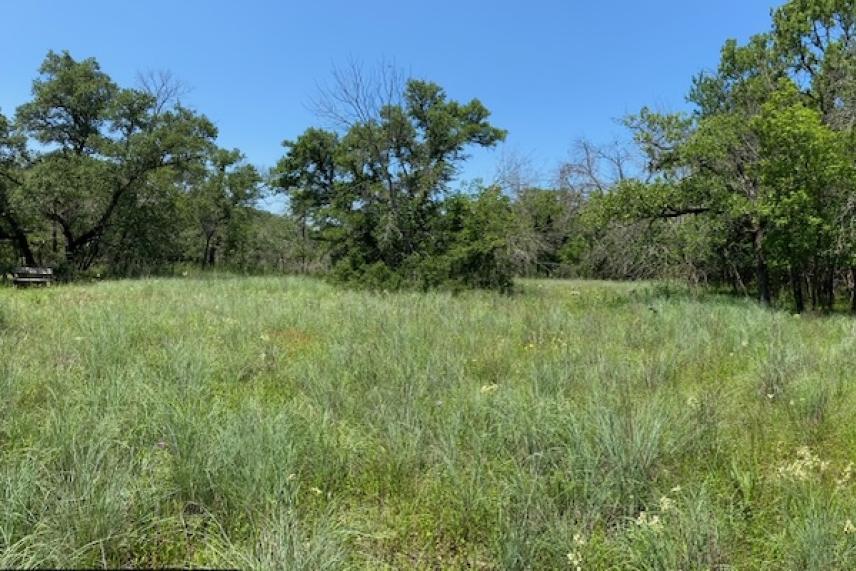 Grassy field with scattered trees under a clear blue sky.