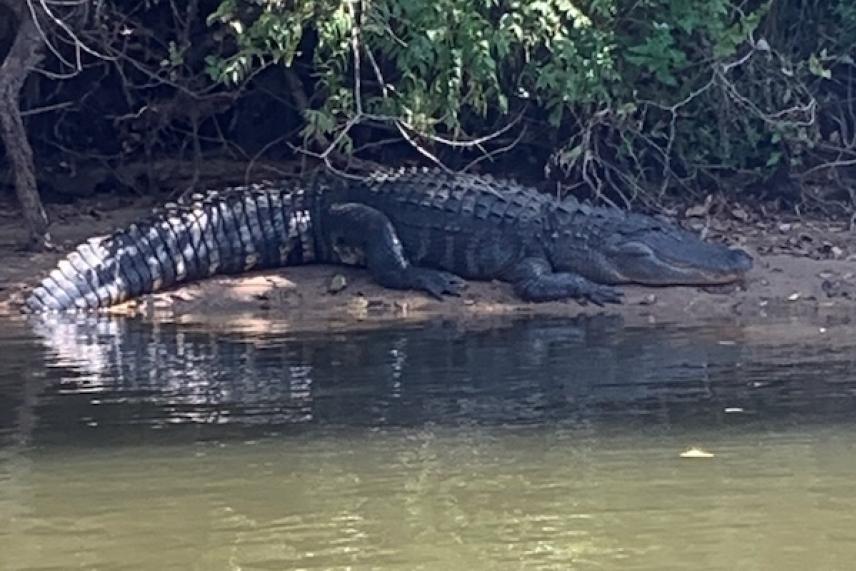 Alligator resting on a riverbank under shaded trees.