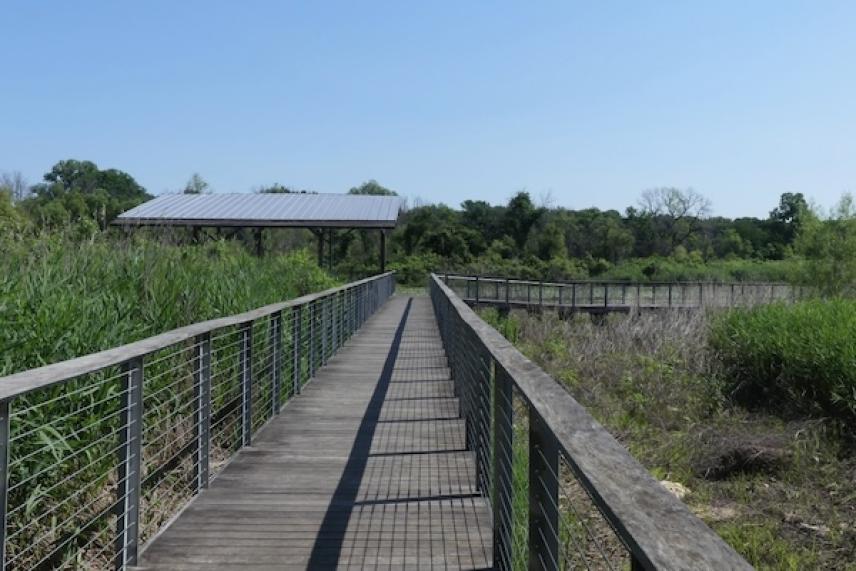 Wooden boardwalk leading through lush greenery under a clear blue sky.