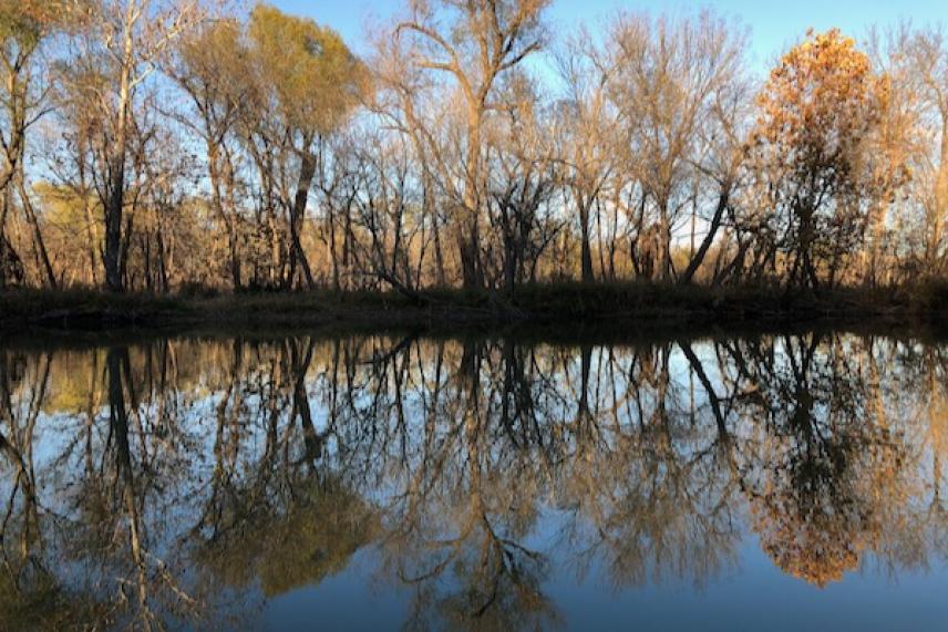 Trees reflected in a calm lake under a clear blue sky.