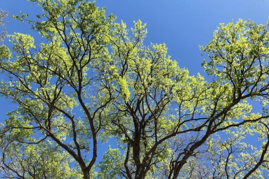 Tree branches with light green leaves against a clear blue sky.