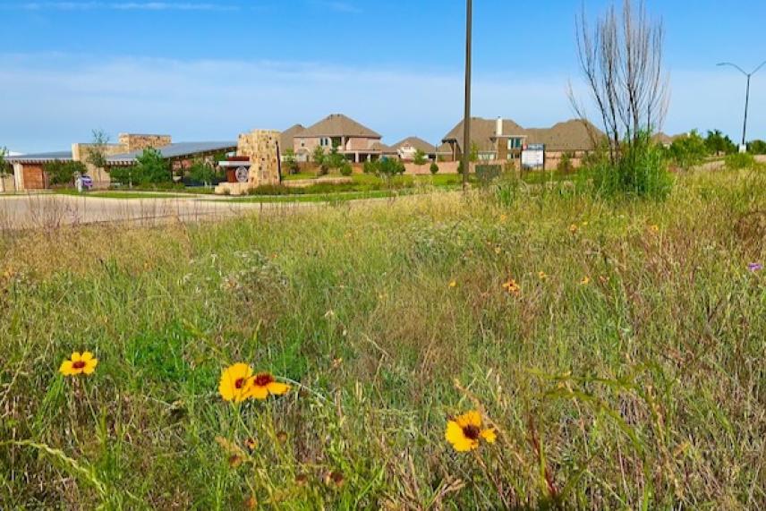 Wildflowers in a grassy field with suburban houses in the background.