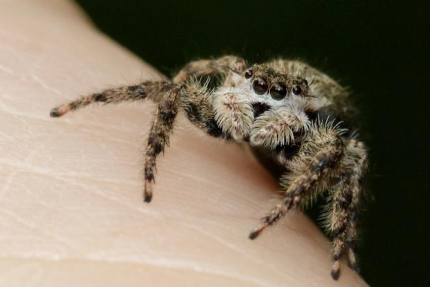 Small fuzzy spider on human skin.