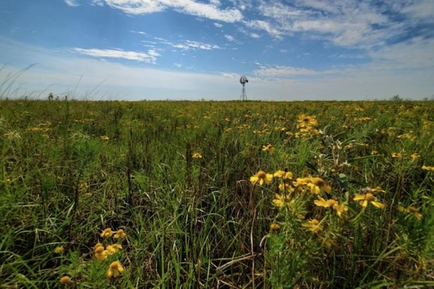 Field of wildflowers under a cloudy blue sky with a distant windmill.