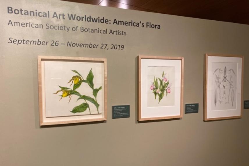 Three framed botanical prints on a gallery wall.
