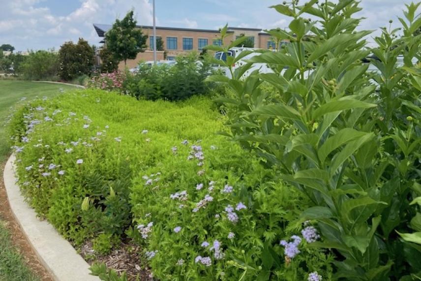 Lush garden with green plants and purple flowers in front of a building.